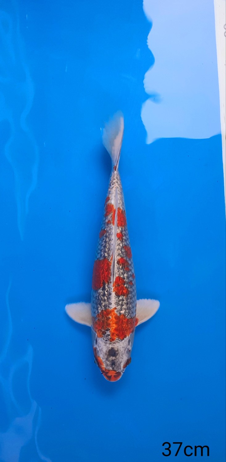 Juara 2