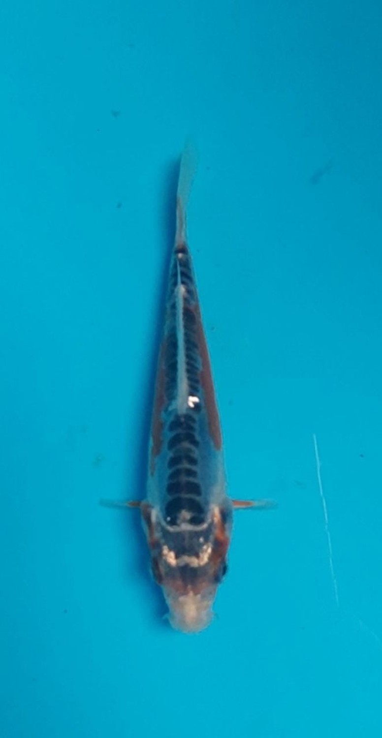 Juara 1