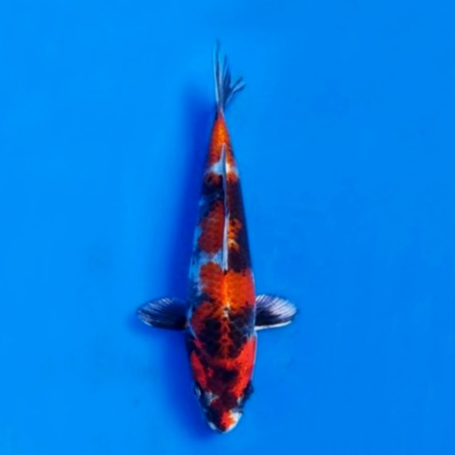 Best In Size D 21 - 25 cm