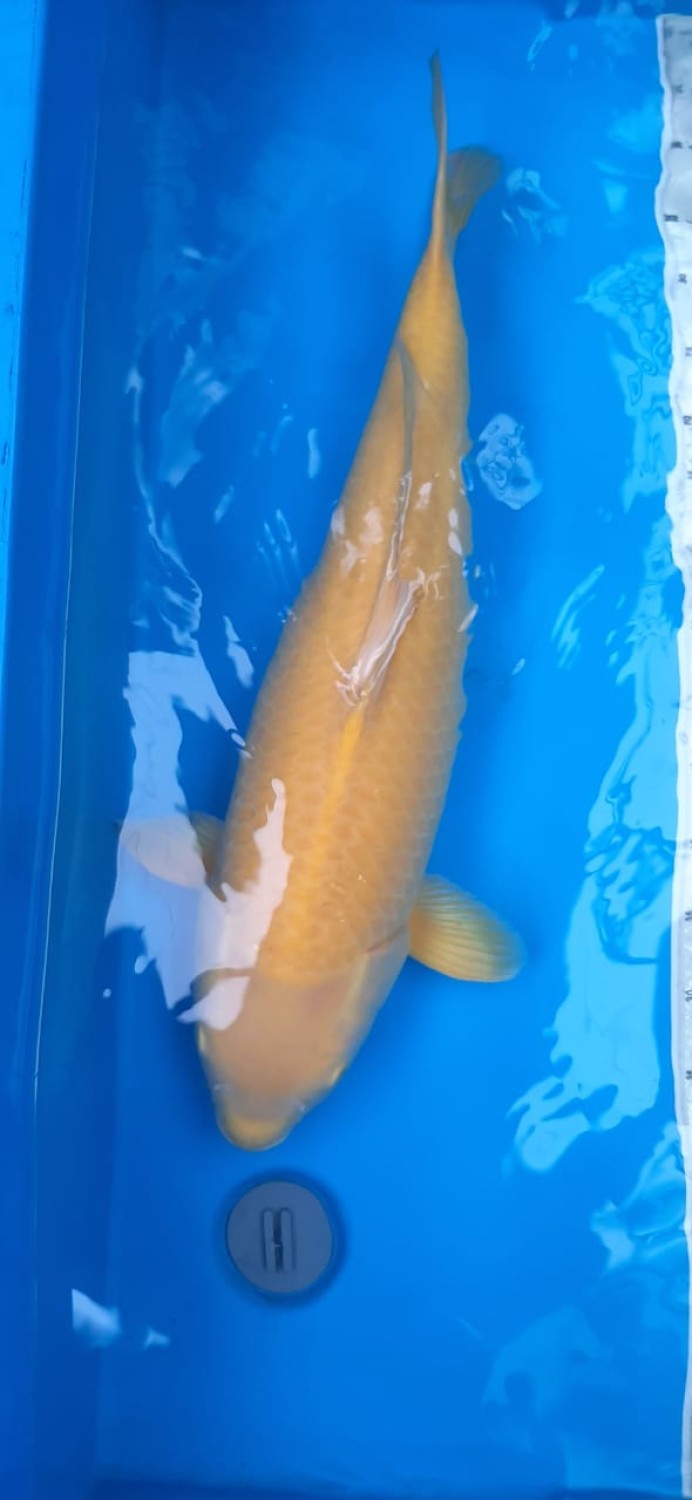 Juara 1