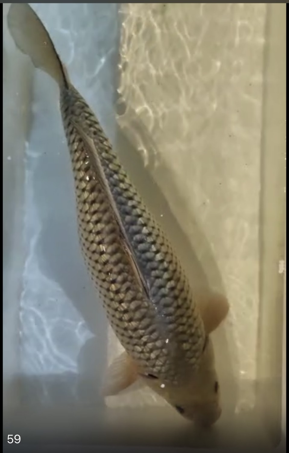 Juara 1