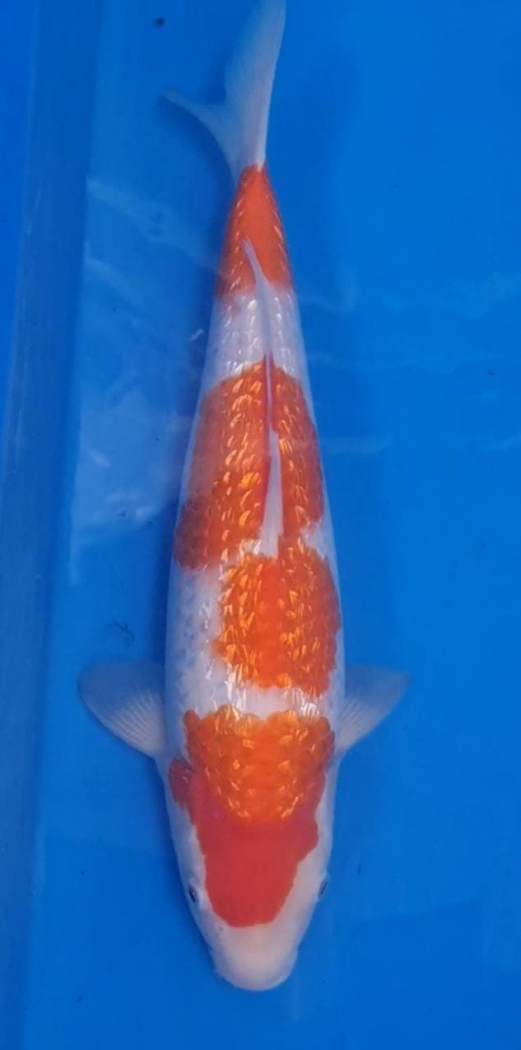 Juara 2