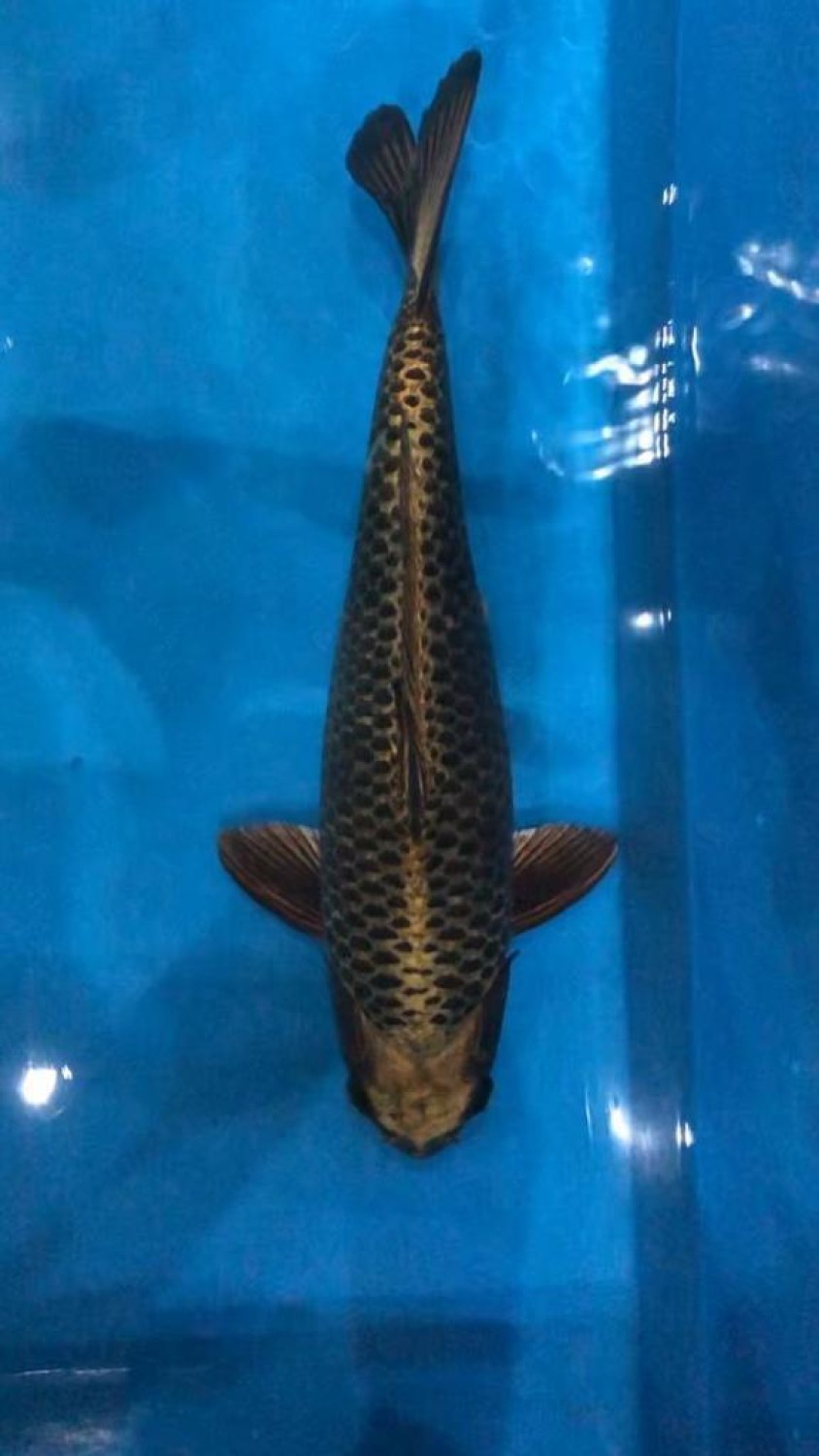Juara 1