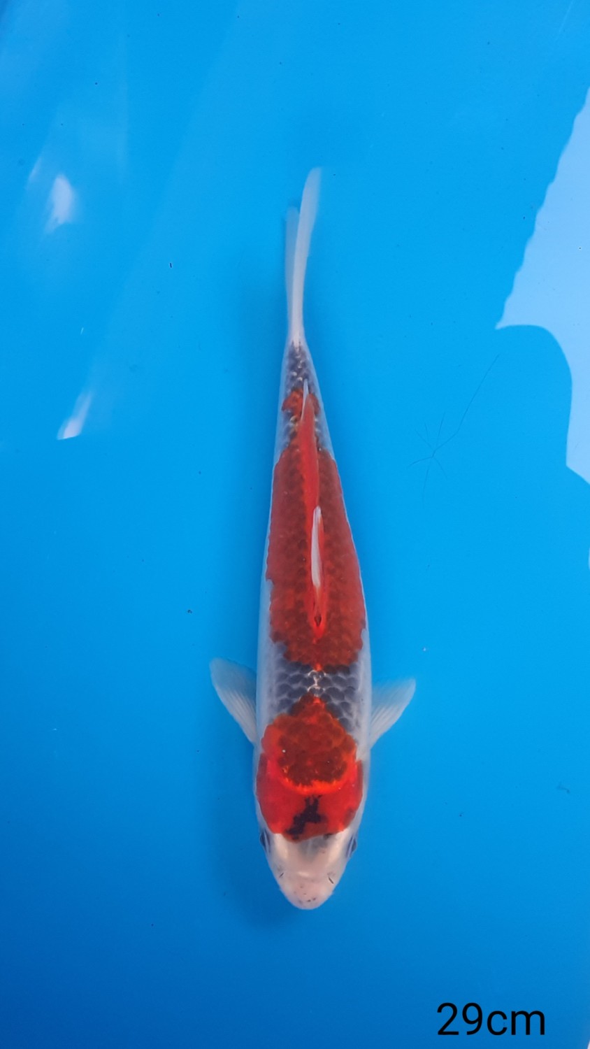 Juara 1