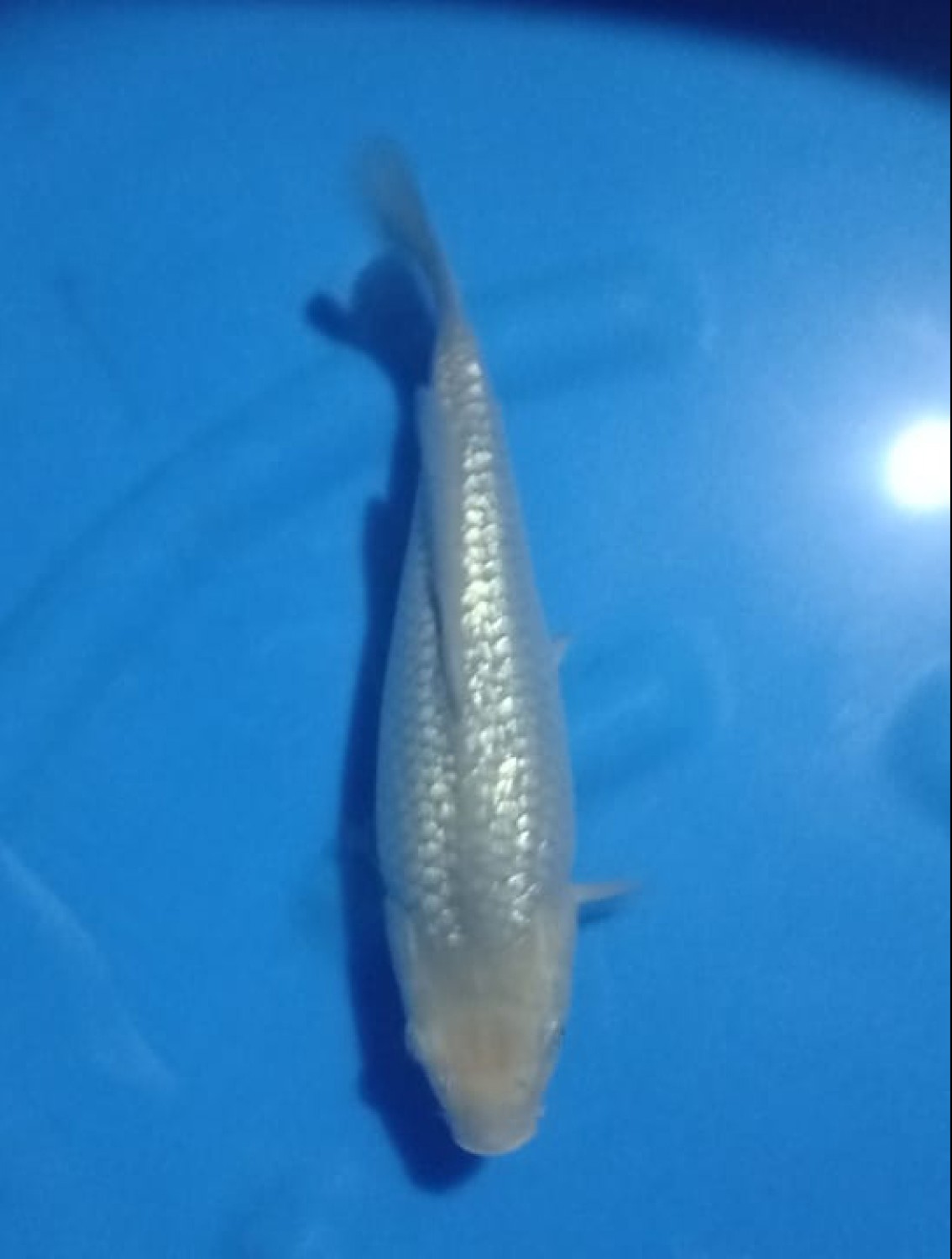 Best In Size E 26 - 30 cm