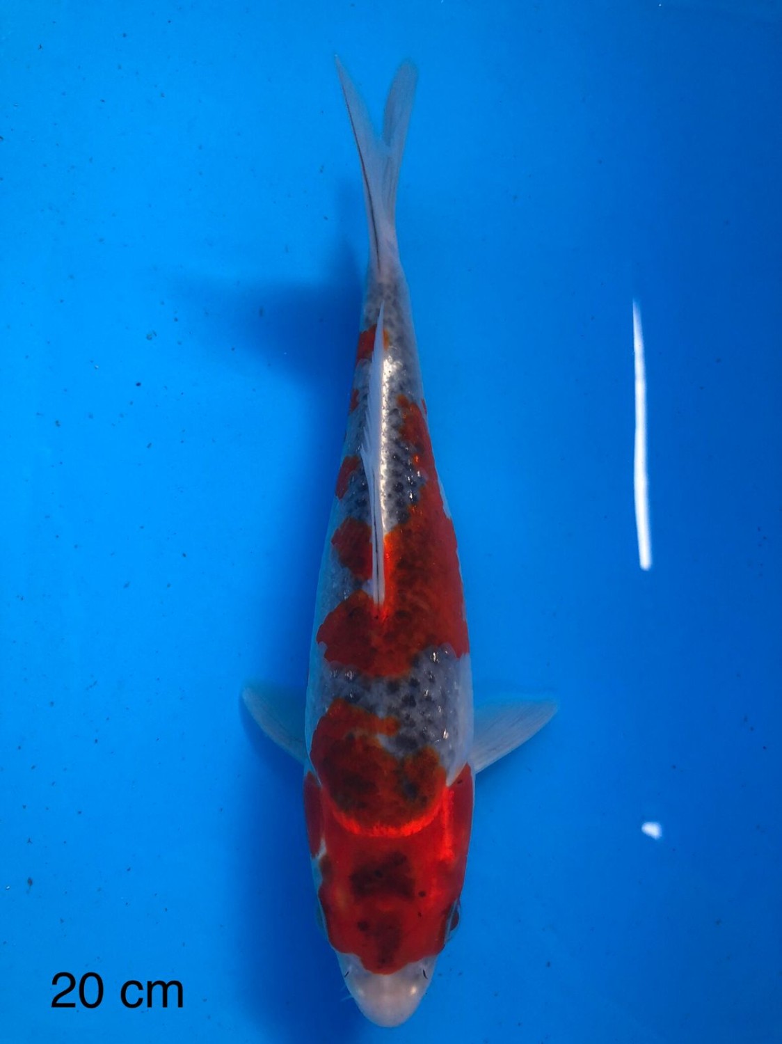 Juara 1