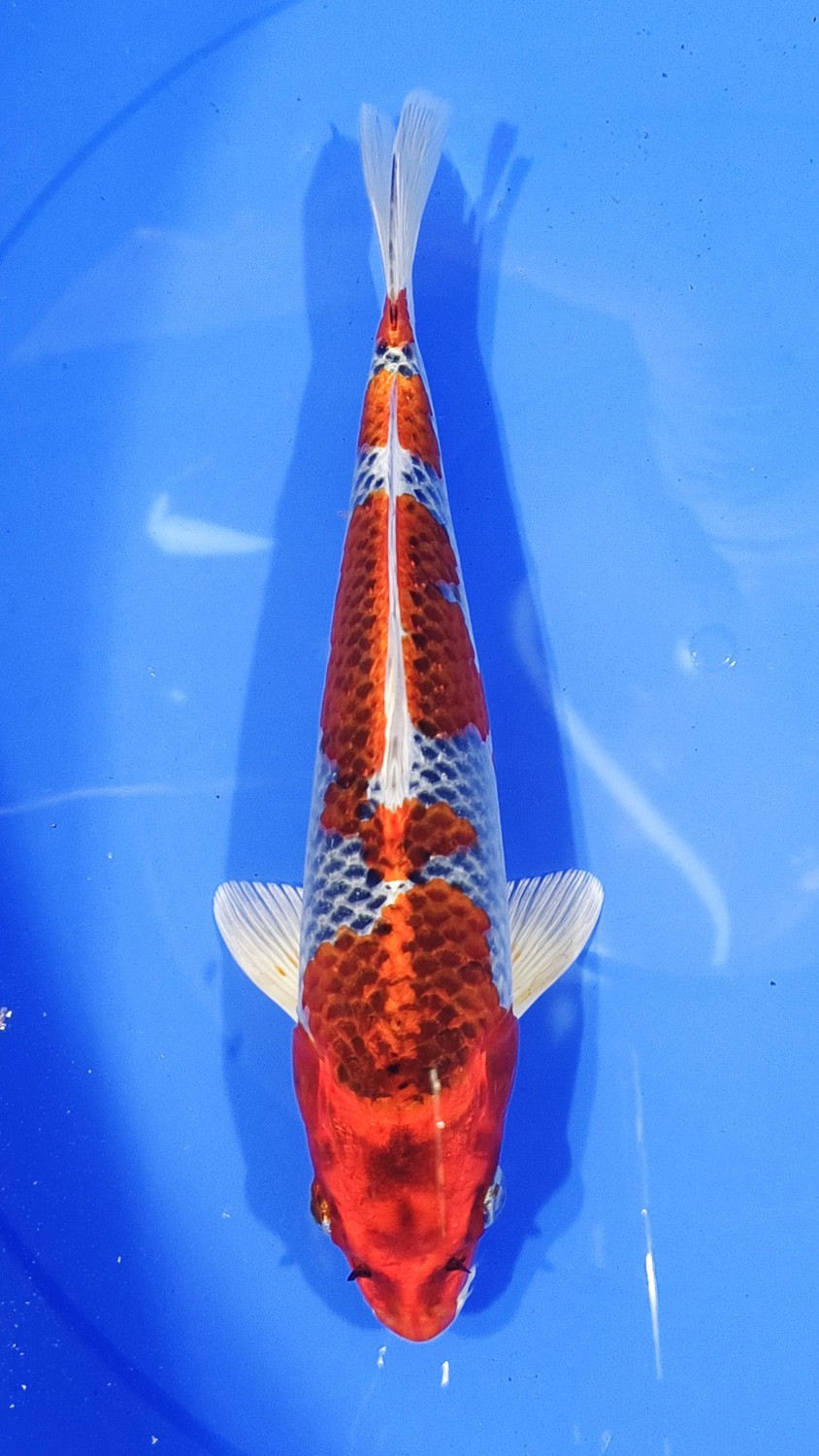 Juara 2