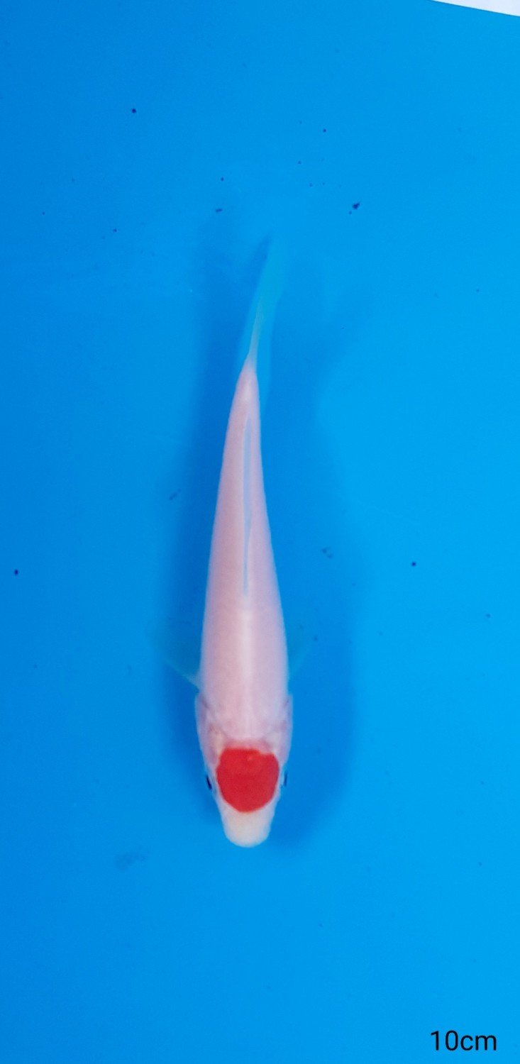 Juara 2