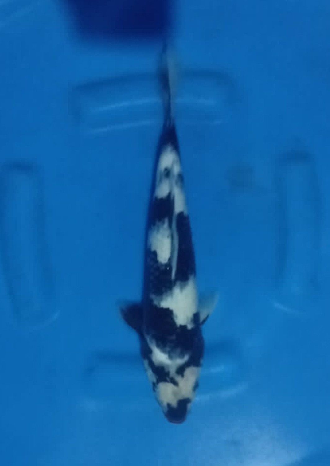 Juara 2