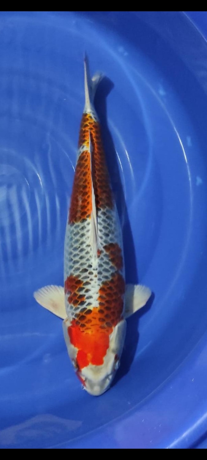Juara 1