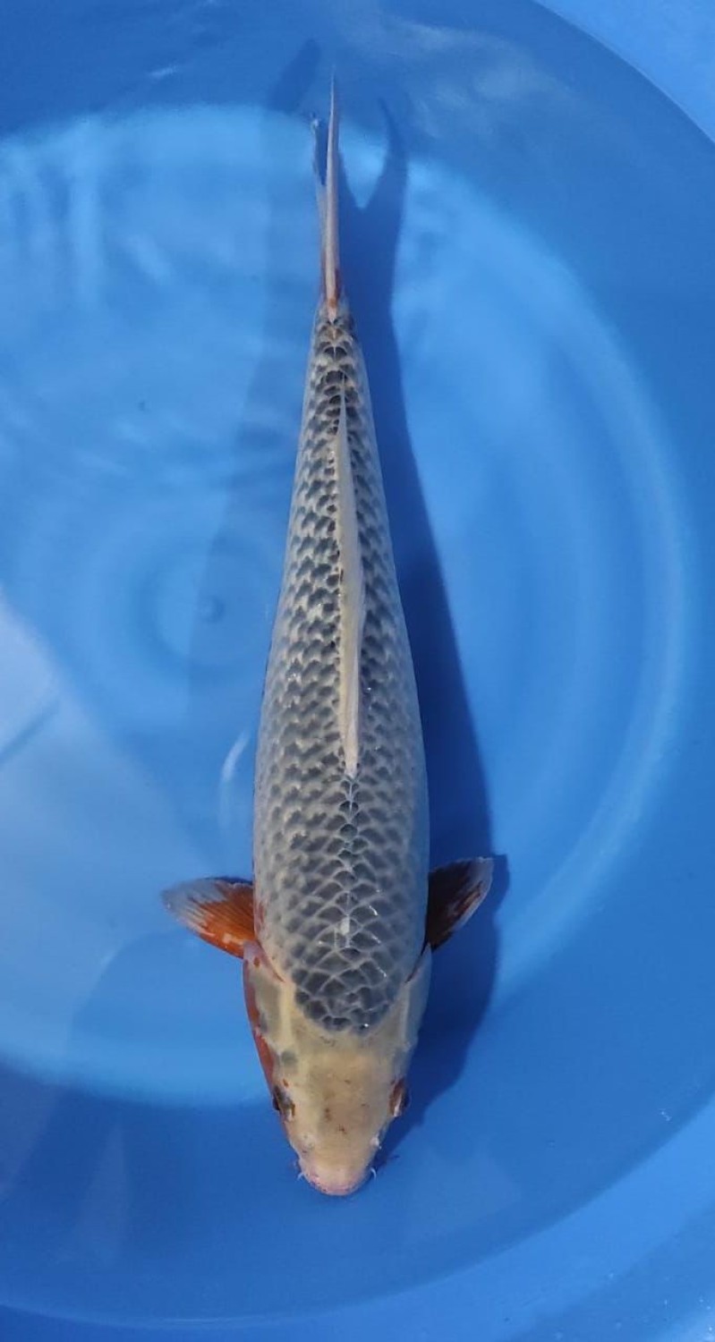Juara 1