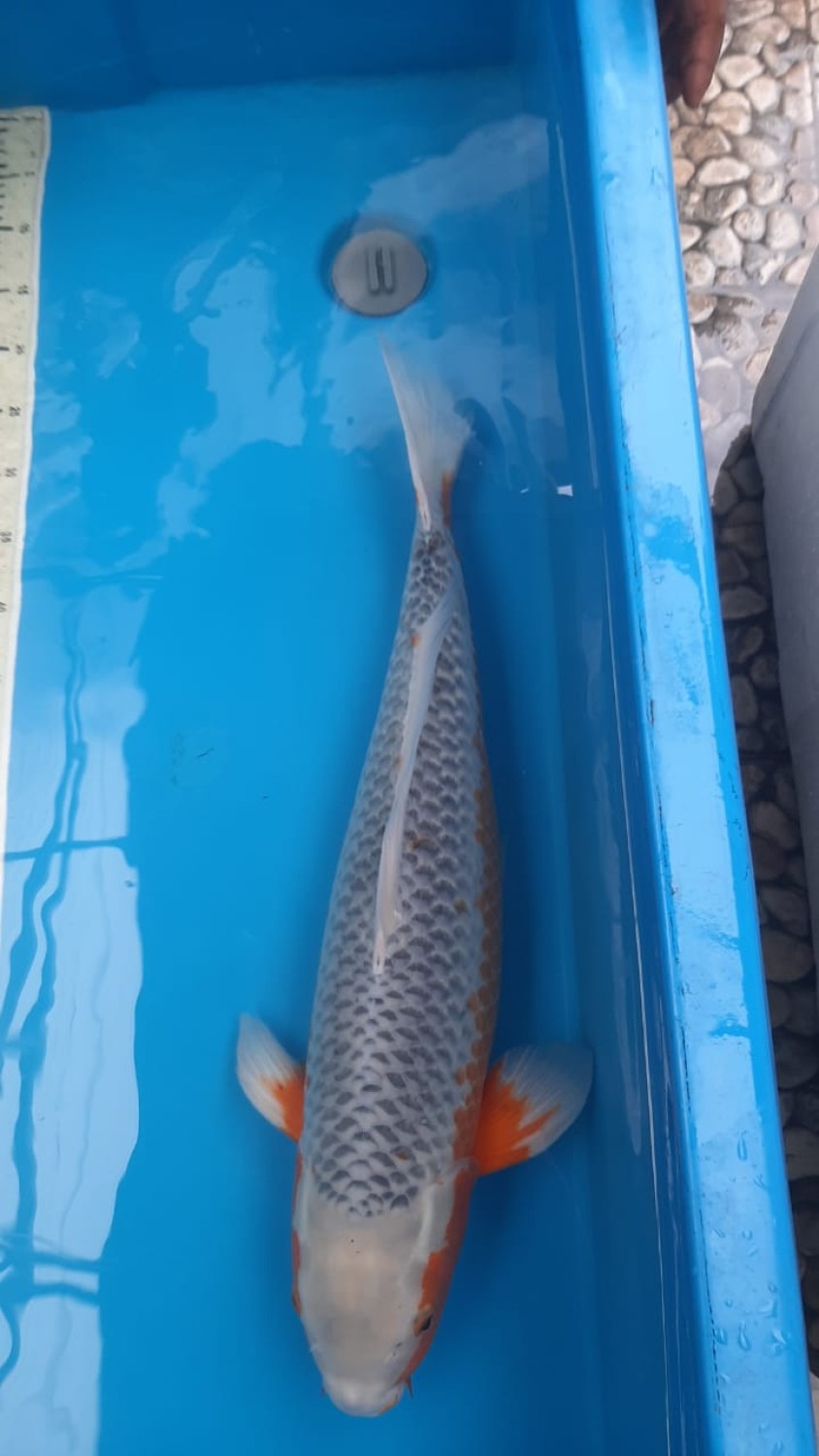 Juara 1