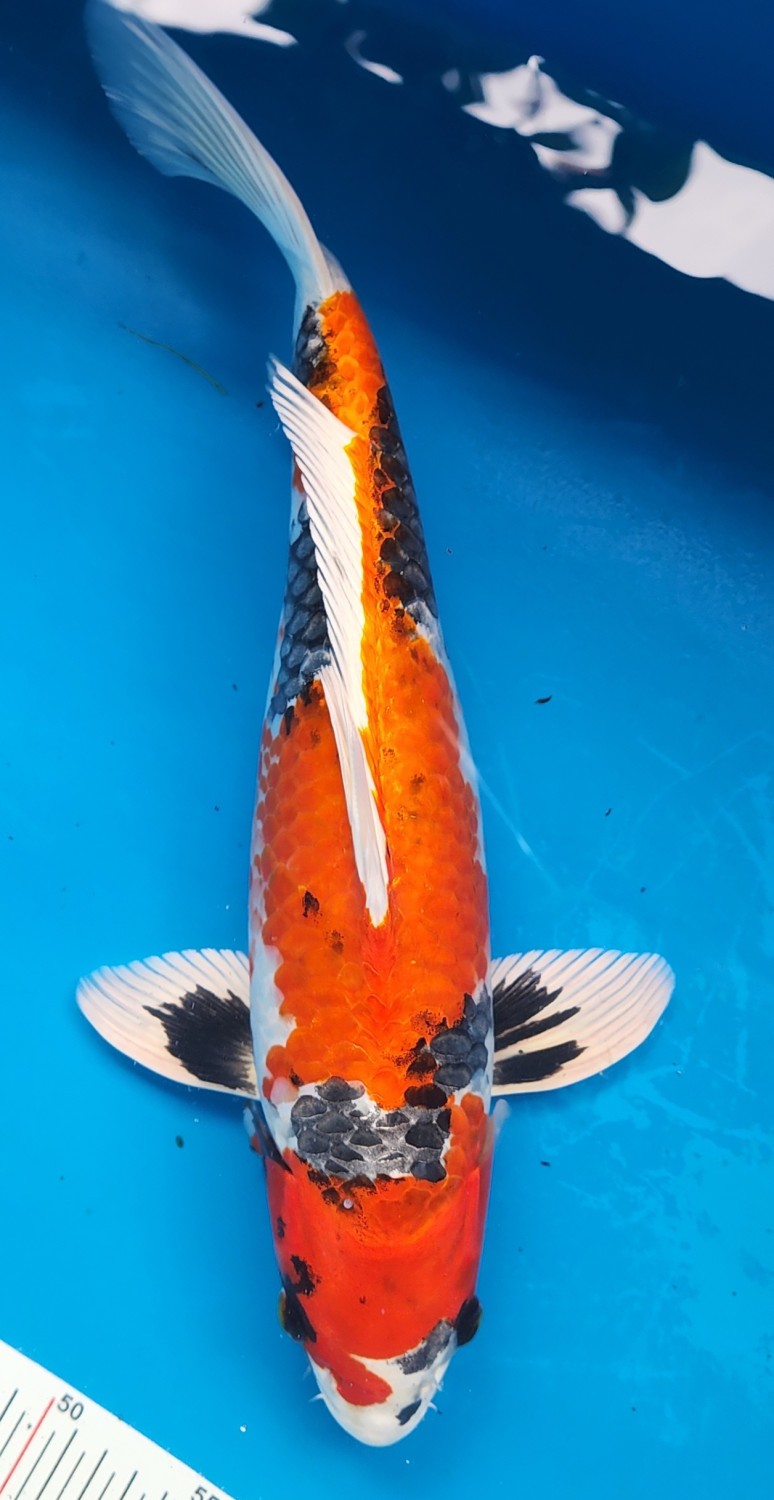 Juara 1