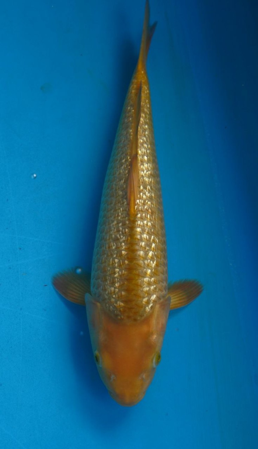Juara 2