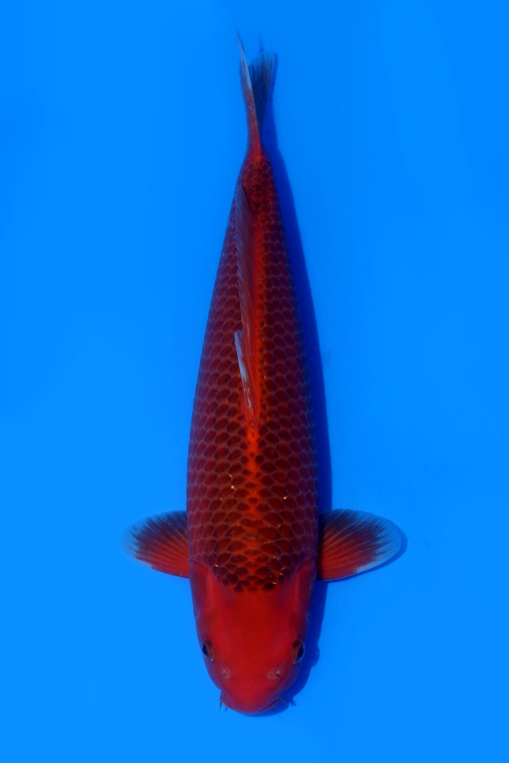 Juara 1