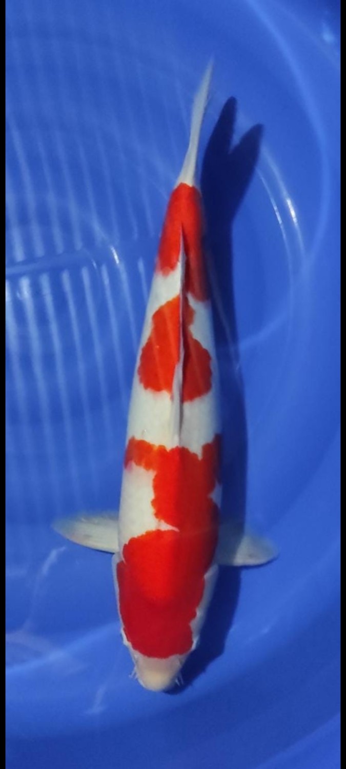 Juara 1