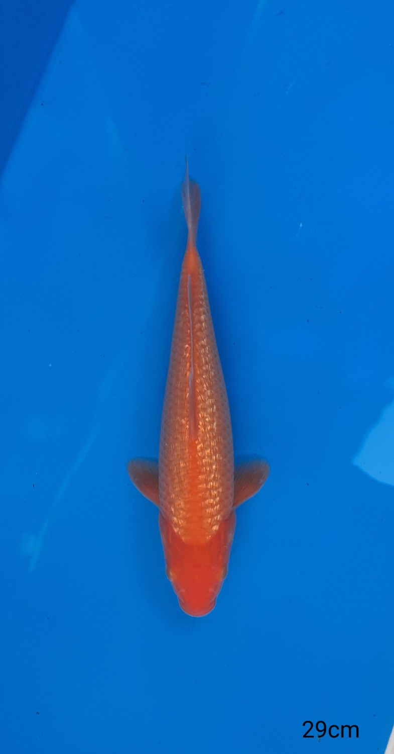Juara 2