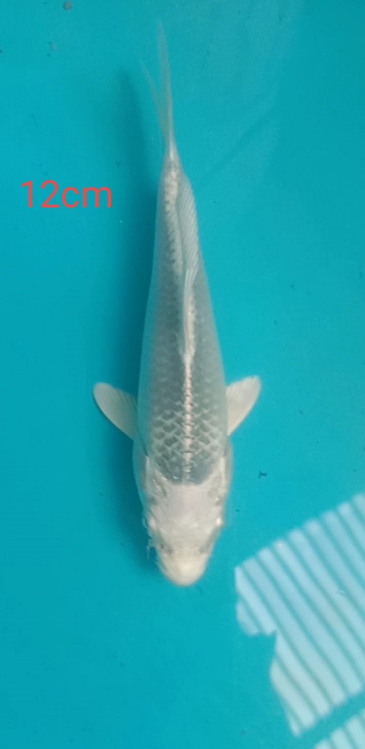Best In Size E Up To 12 cm