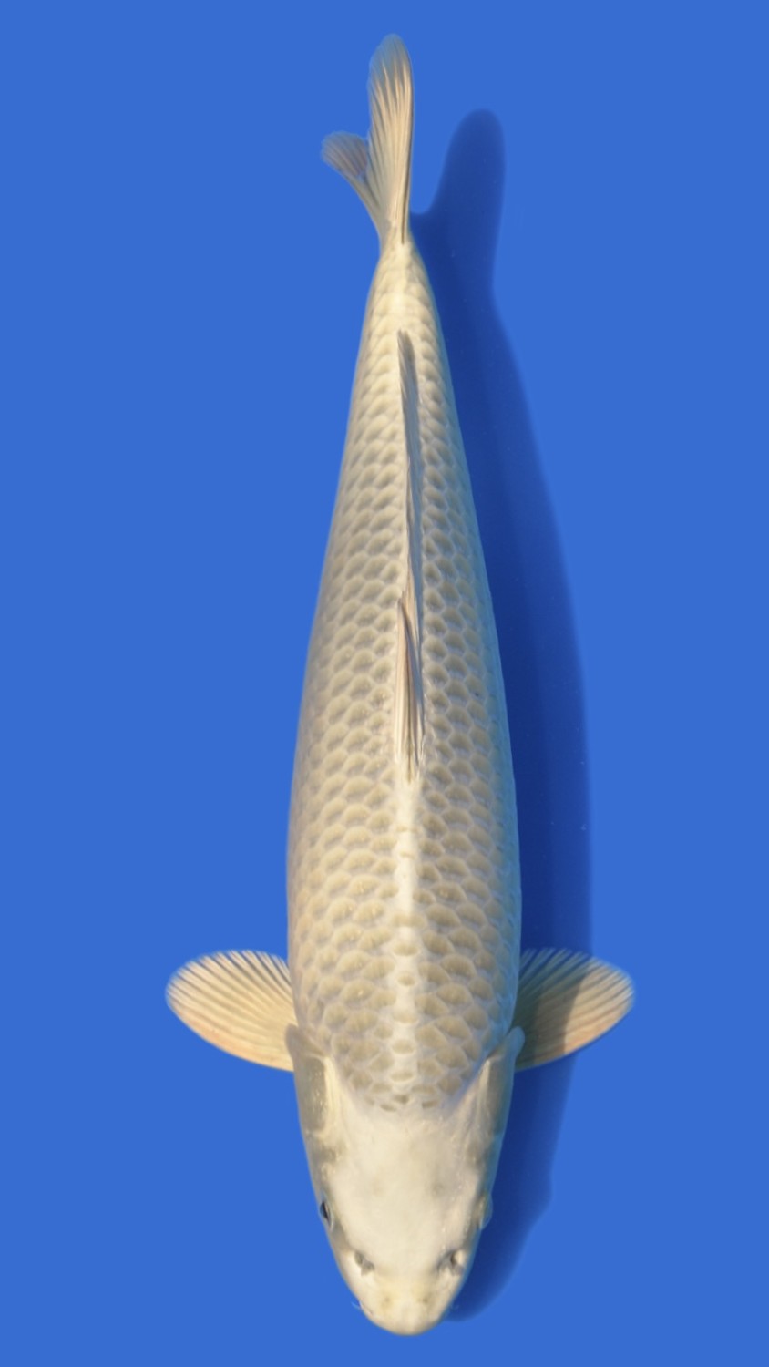 Best In Size E 46 - 50 cm