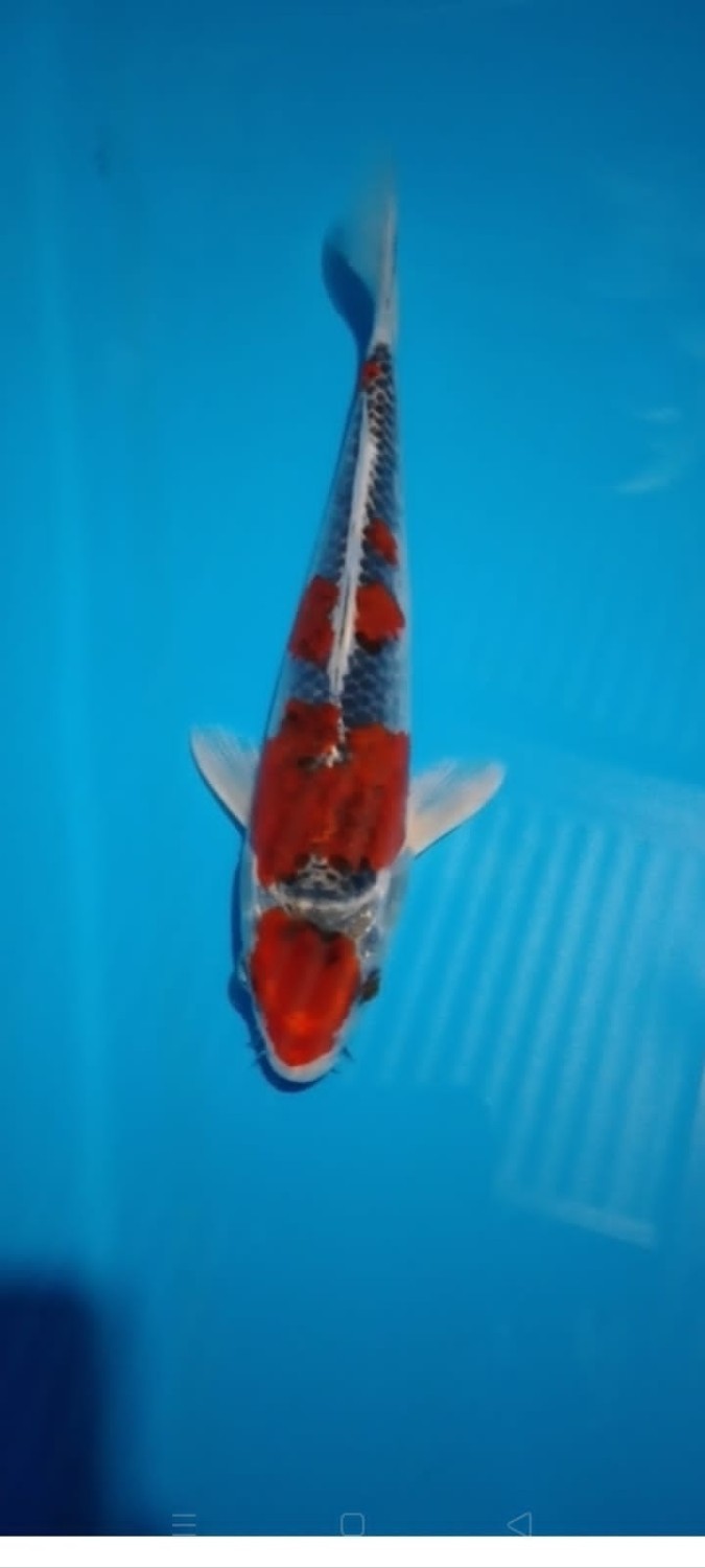 Juara 3