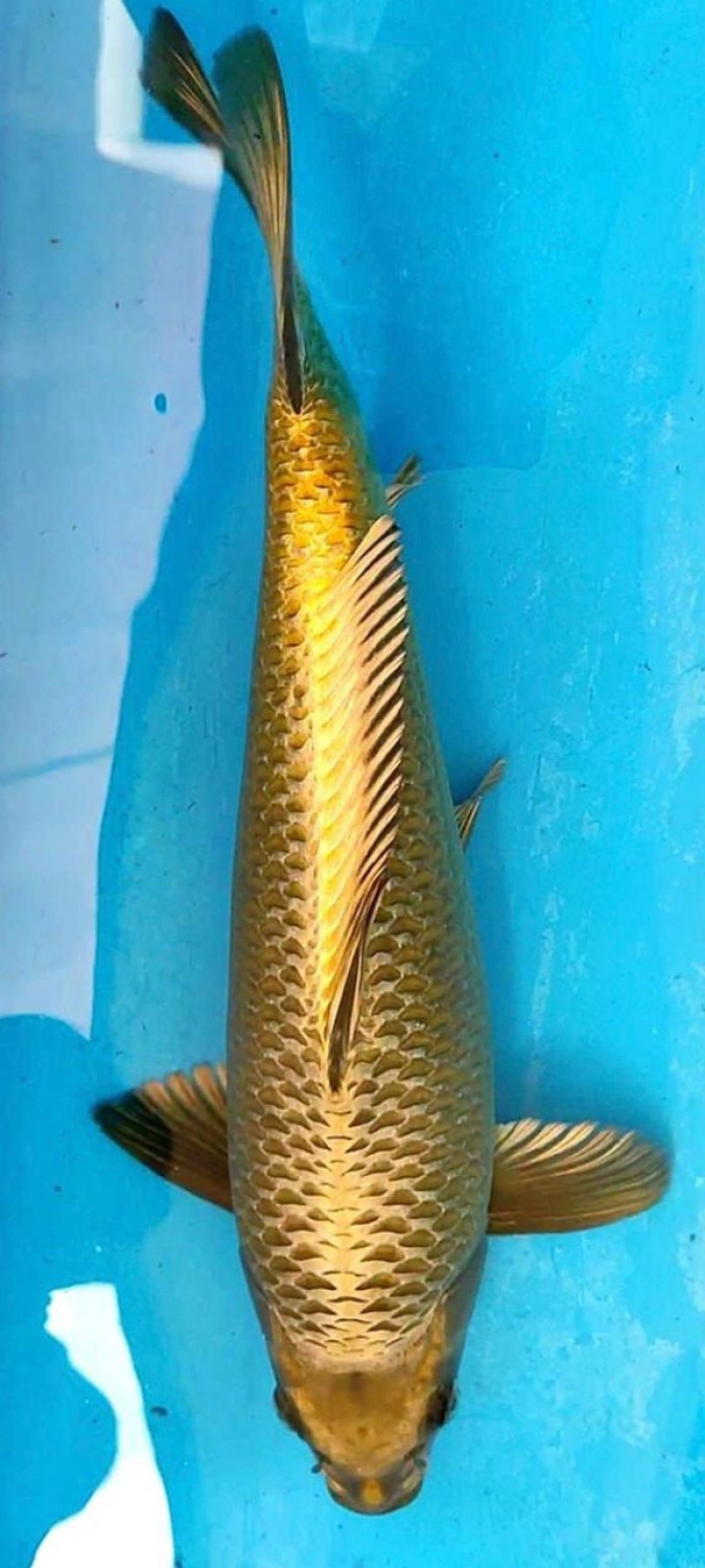 Juara 1