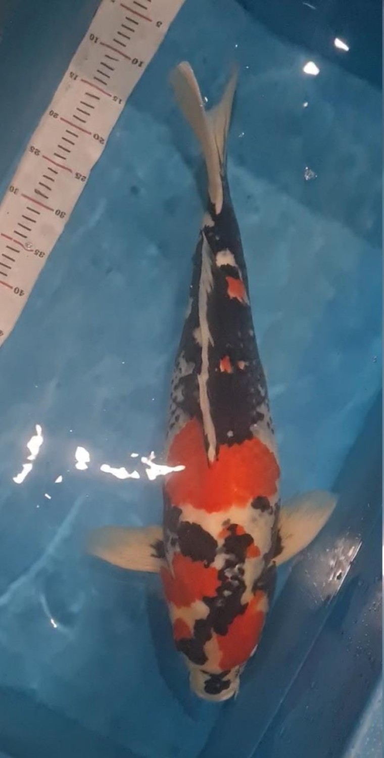 Juara 1