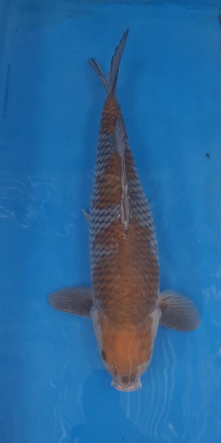 Best In Size B 56 - 60 cm