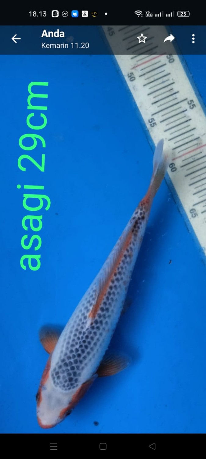 Juara 2