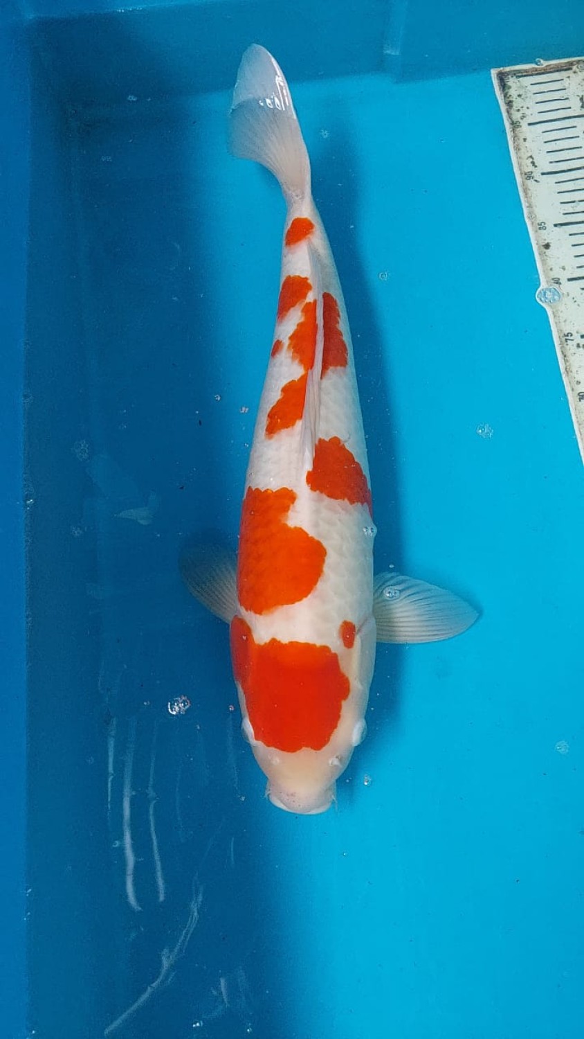 Best In Size A 51 - 55 cm