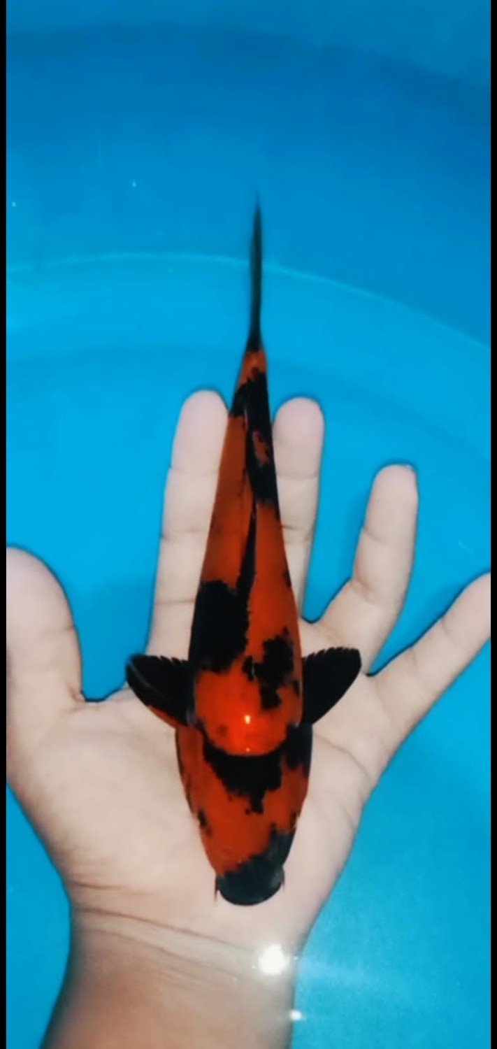 Juara 1