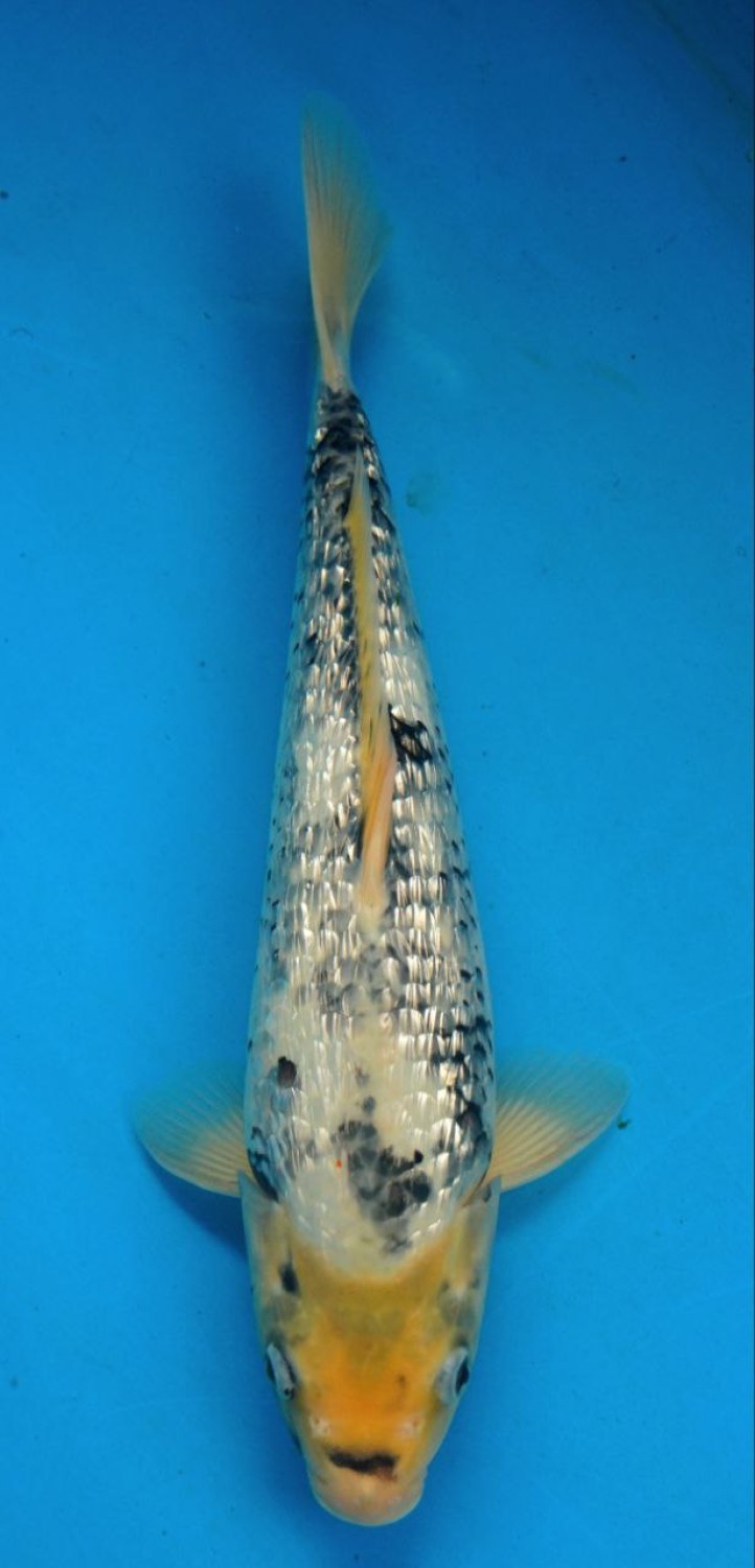 Juara 1