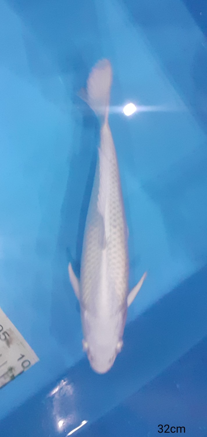 Juara 2