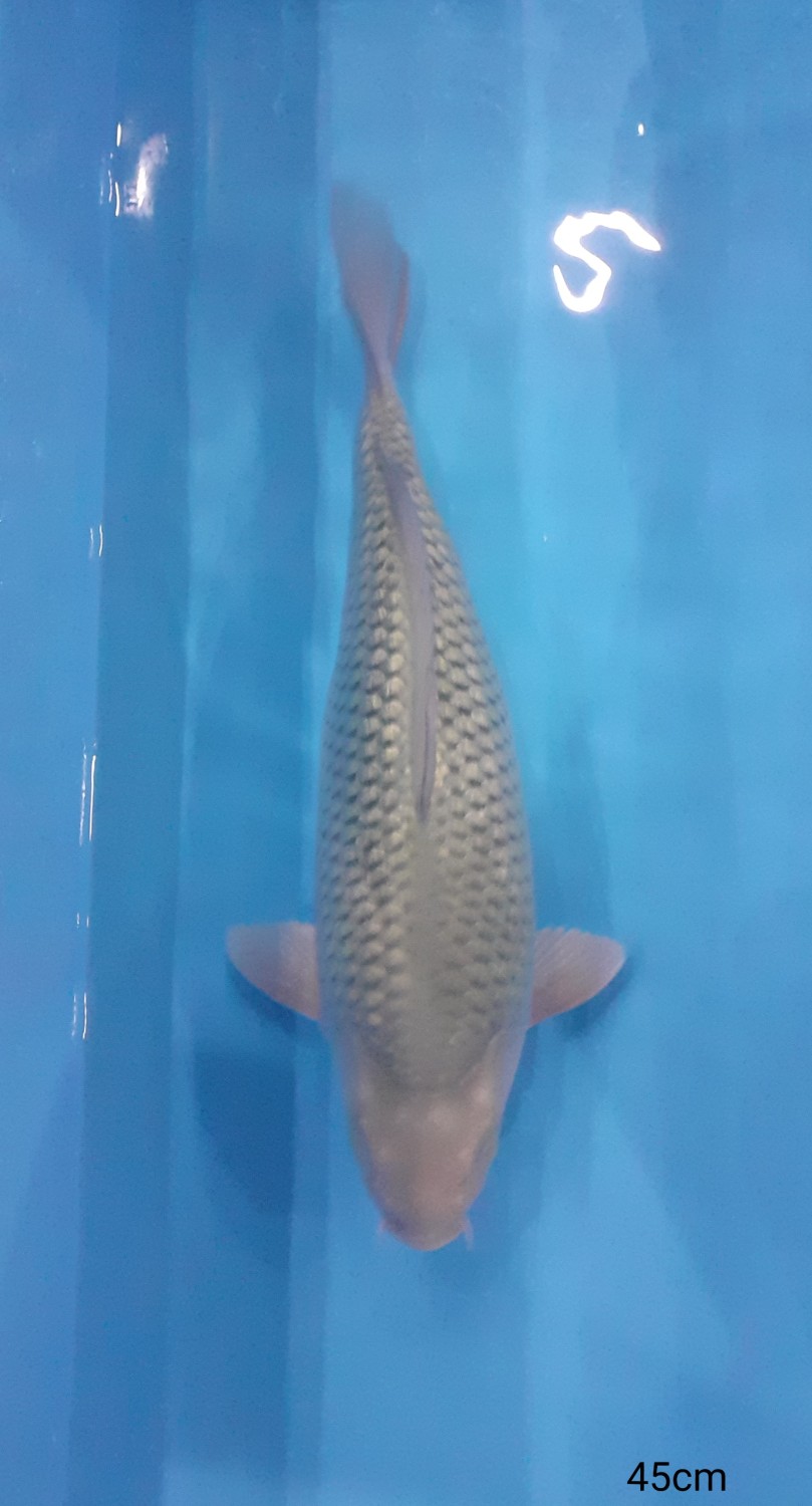 Juara 5