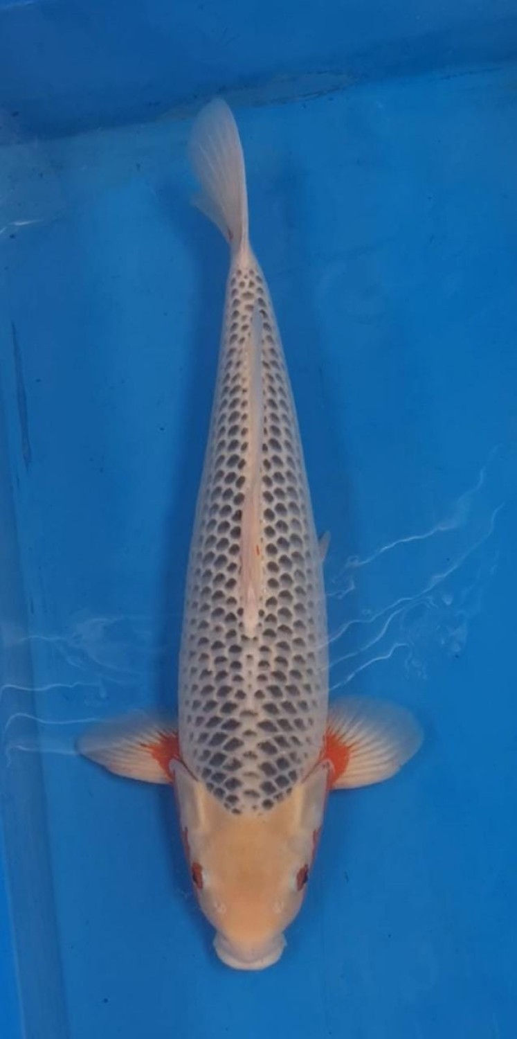 Juara 1