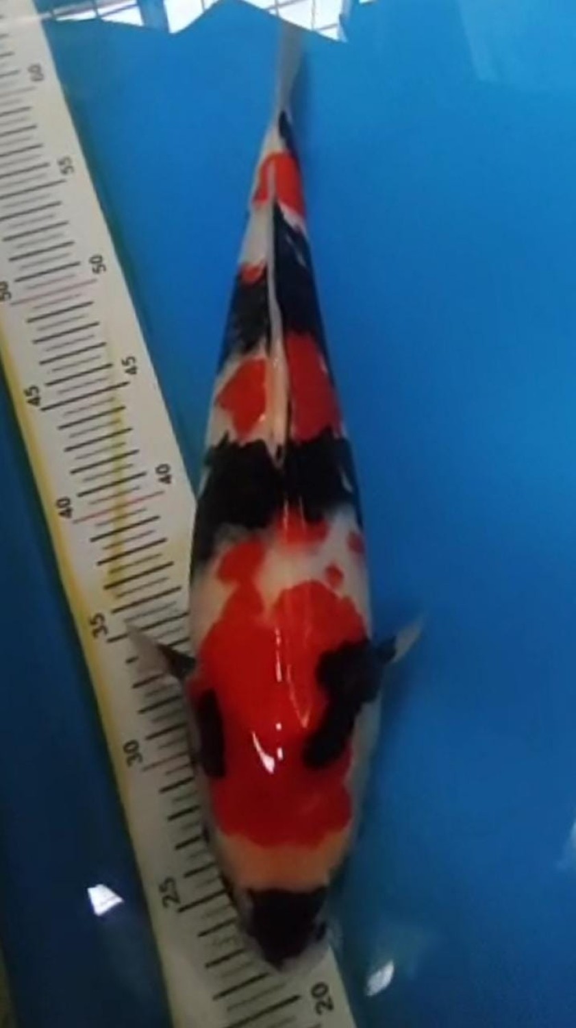 Juara 1
