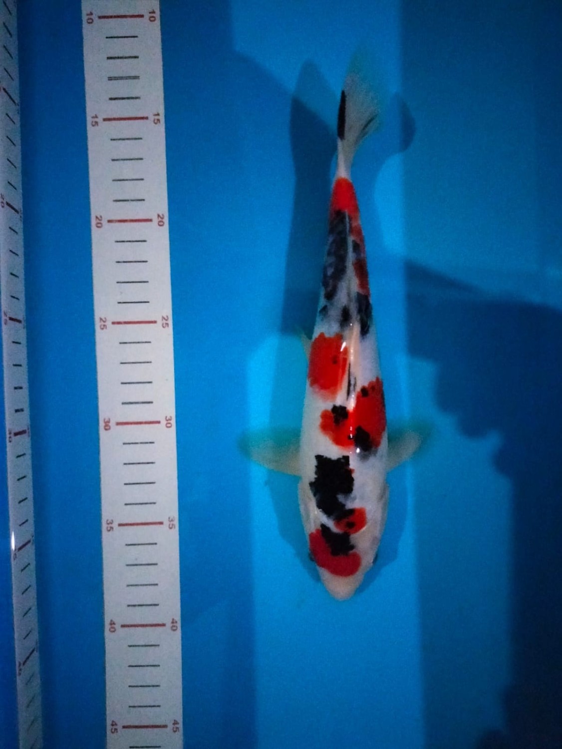 Juara 1