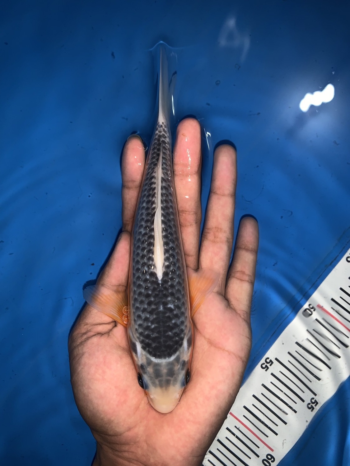 Juara 1