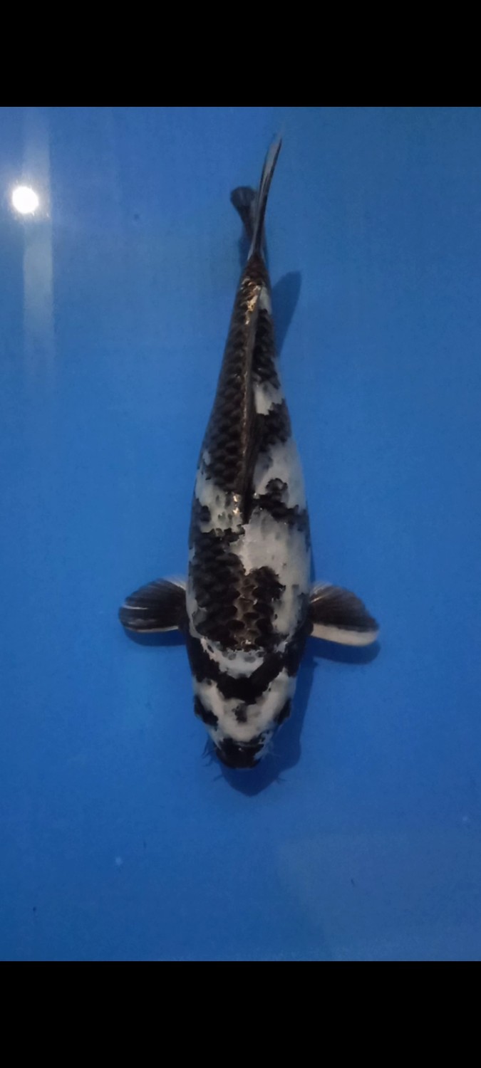 Juara 1