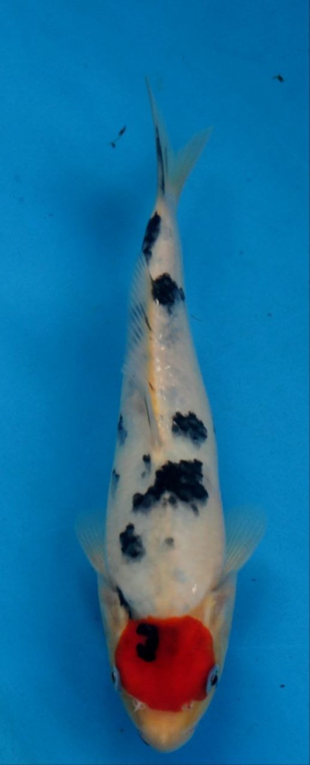 Juara 1