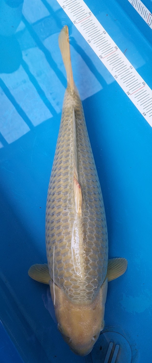 Juara 1