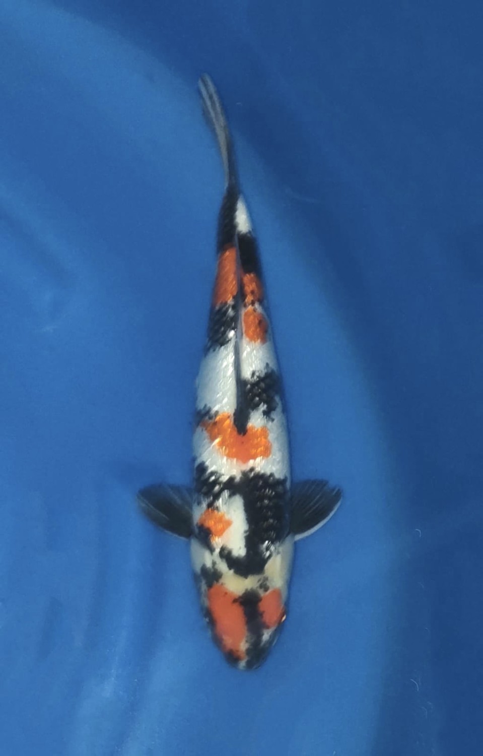 Juara 1