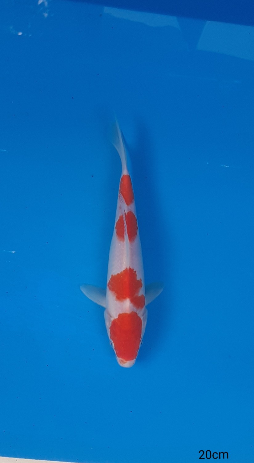 Juara 5