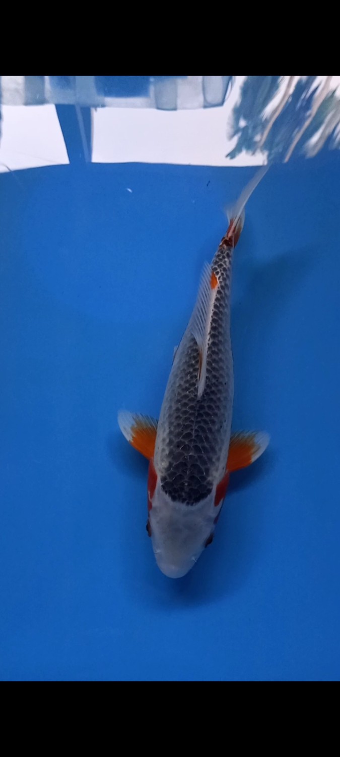 Juara 1
