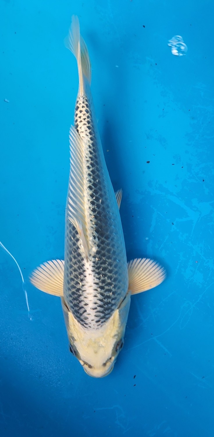 Juara 2