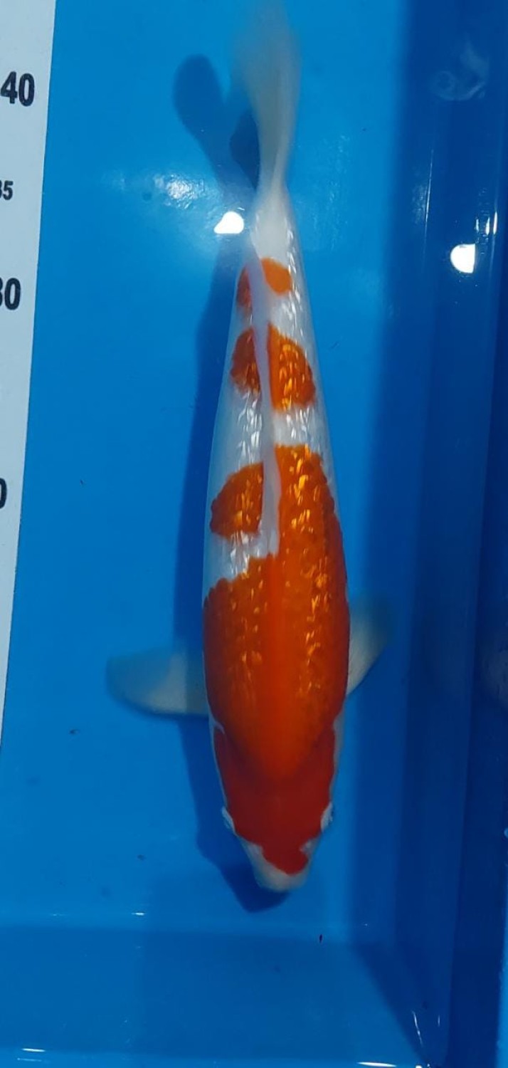 Best In Size B 41 - 45 cm