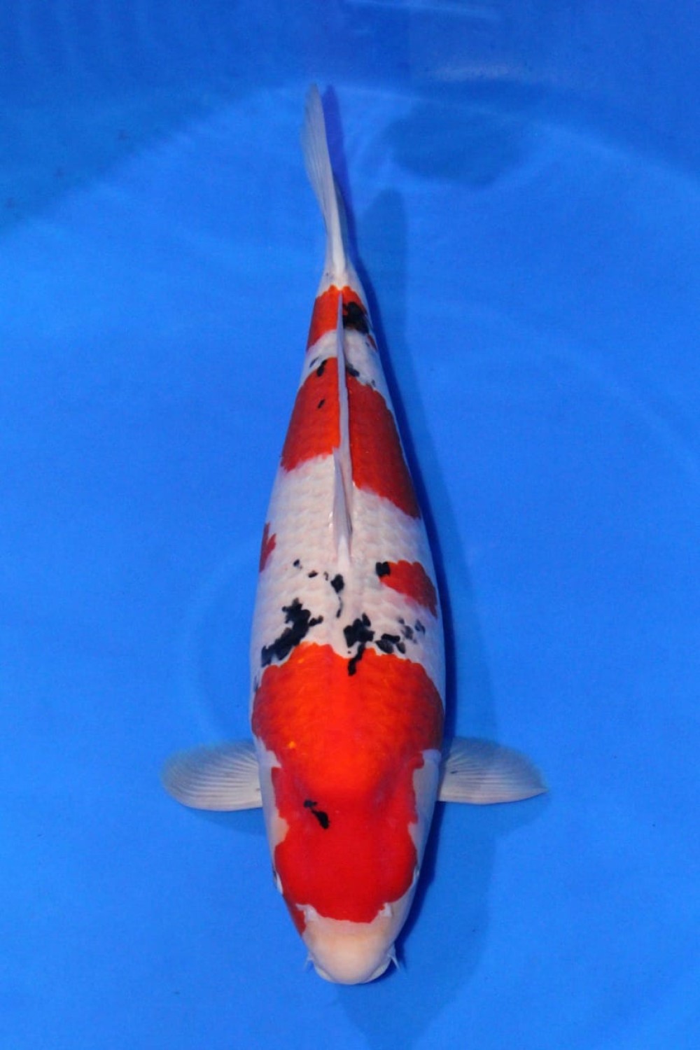 Juara 1