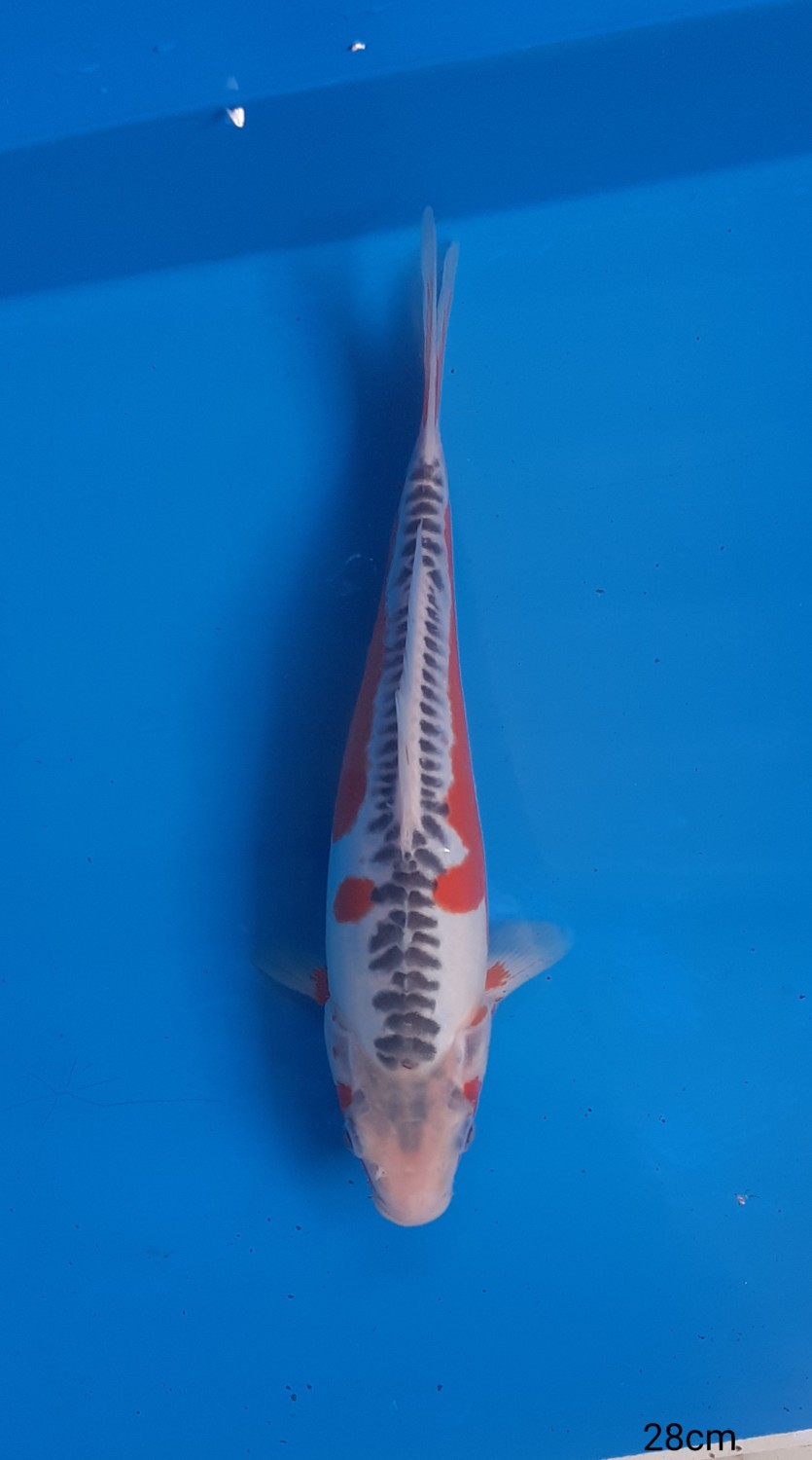 Juara 2