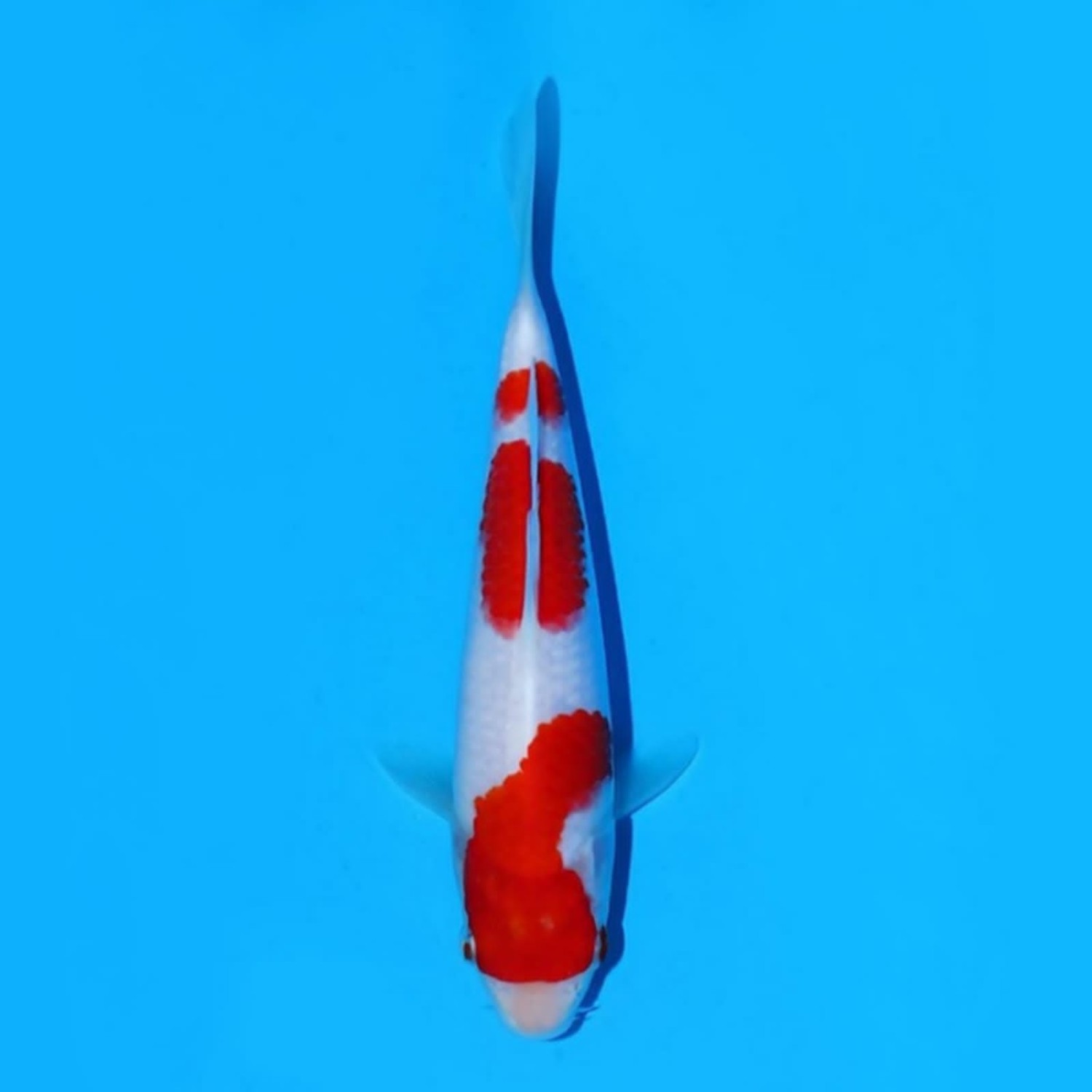 Best In Size A 13-15 cm