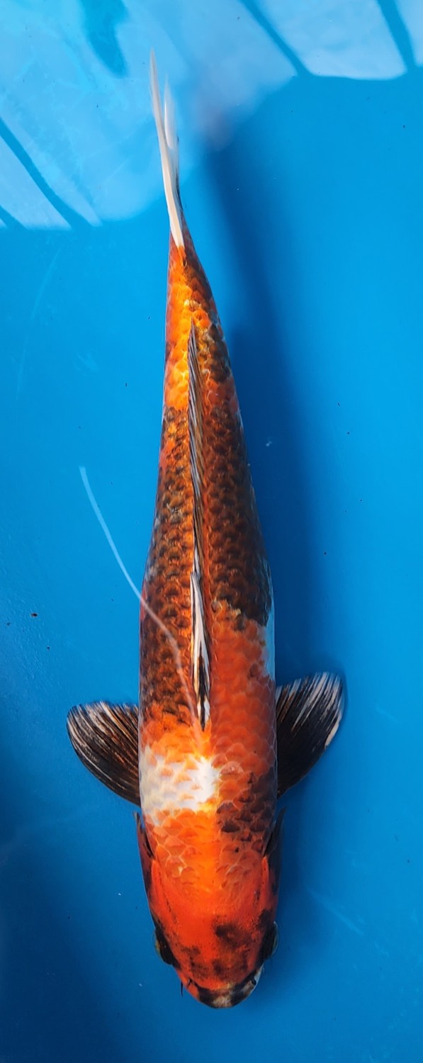 Juara 2