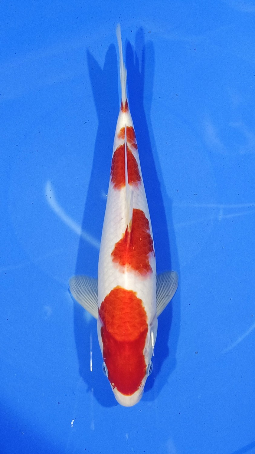 Juara 4